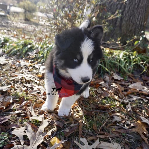 AKC Biscuit 5